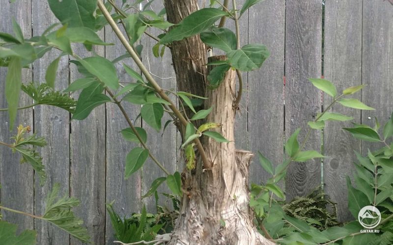 Амурская жимолость или Жимолость Маака бонсай