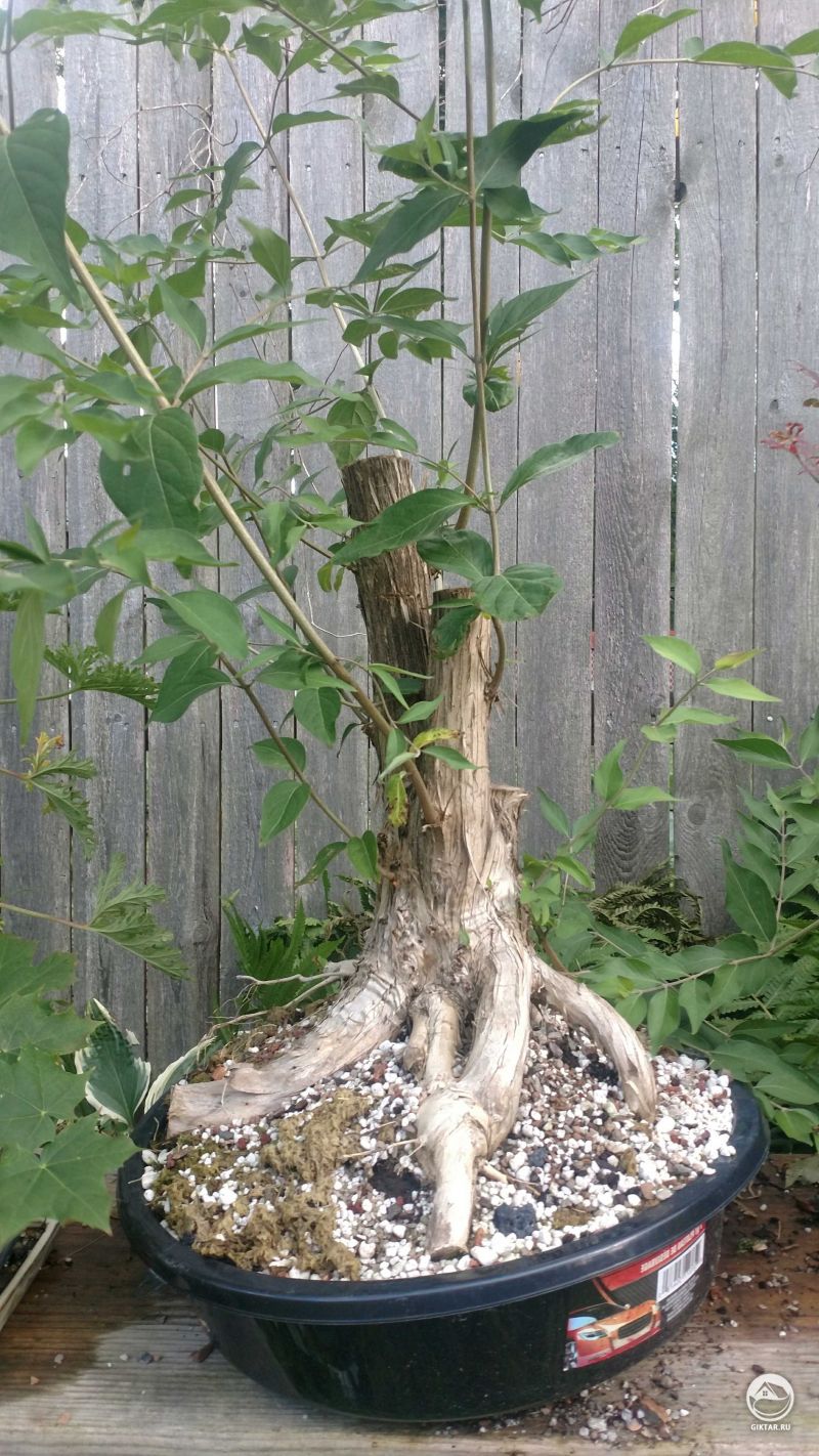 Амурская жимолость или Жимолость Маака бонсай