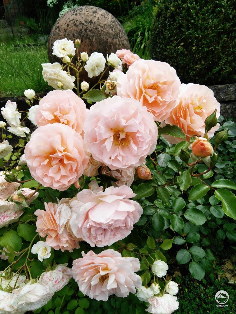 Розы в саду моих родителей