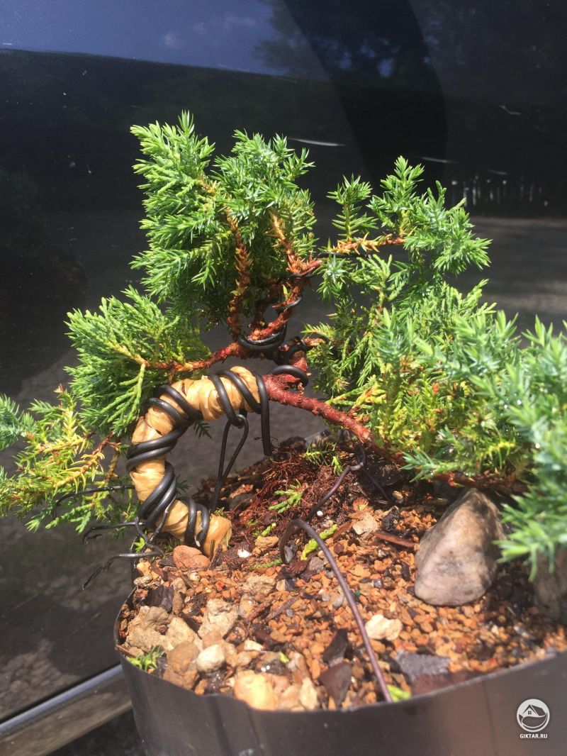 Можжевельник - изменение направление роста ветвей проволокой.