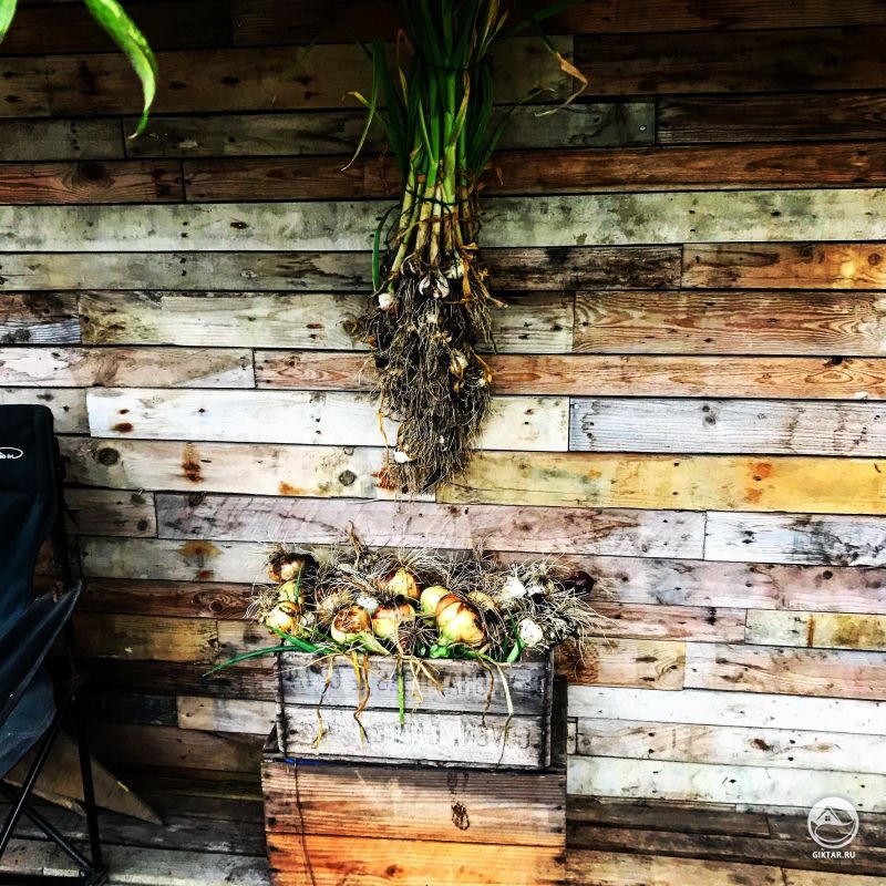 Первый урожай лука и чеснока в этом году