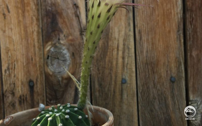 Цветение моего кактуса