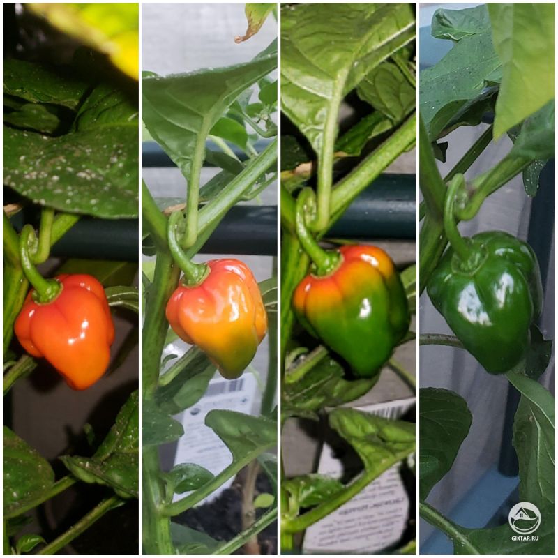 Так вырос мой перец за две недели.