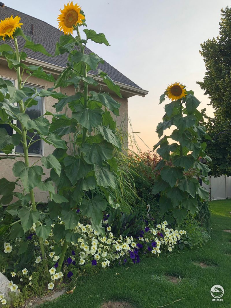 Подсолнух для масштаба