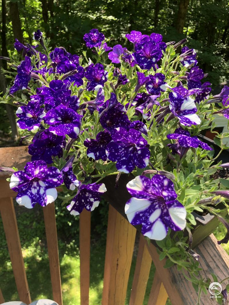Моя петуния "ночное небо" сегодня особенно красива!