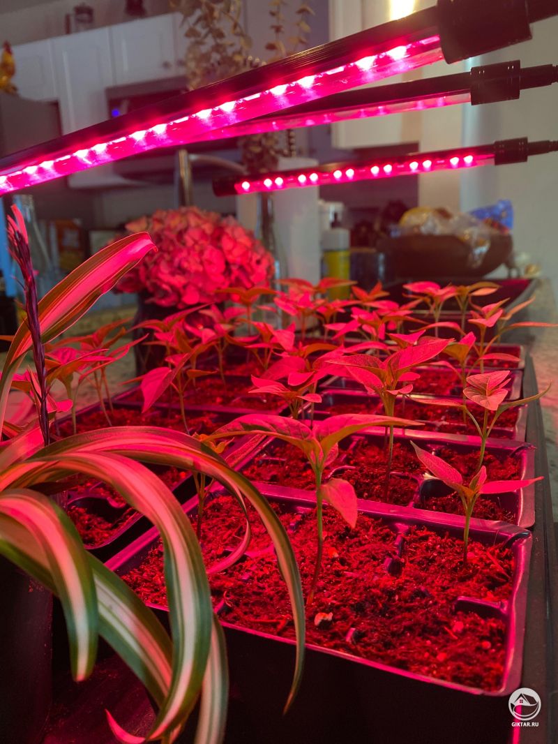 Рассада перцев чили