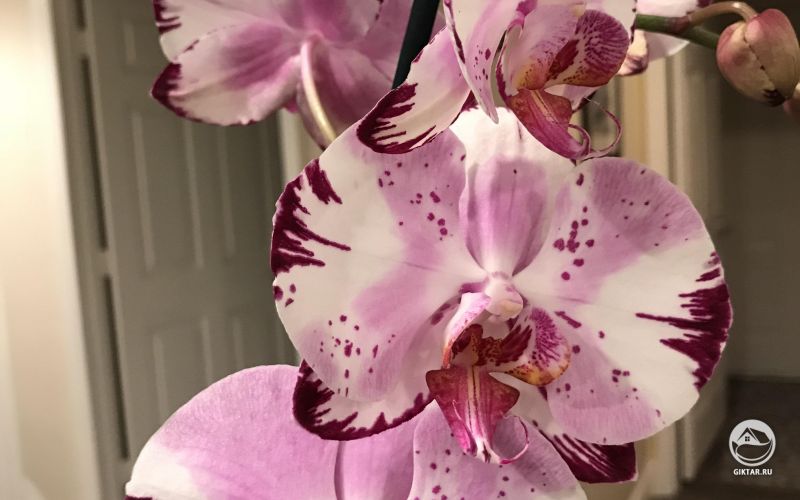 Цветущий фаленопсис