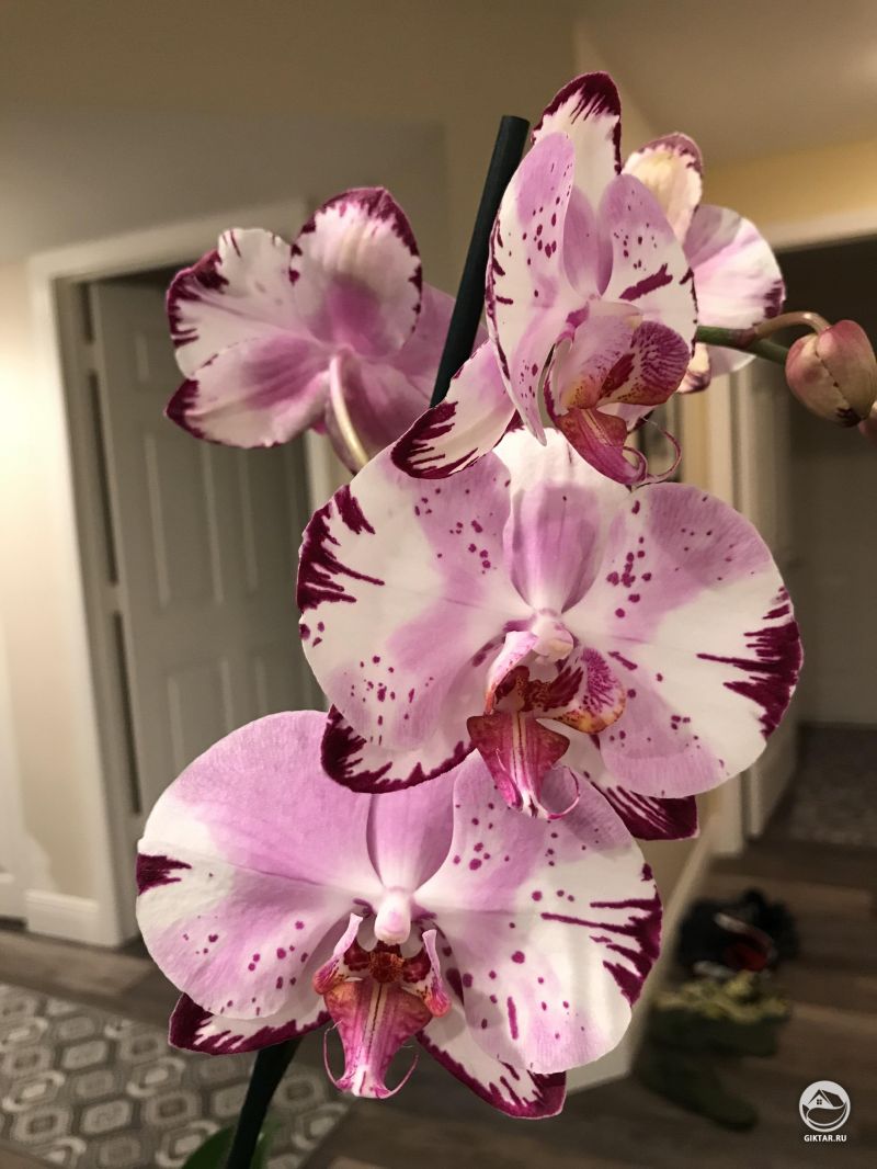Цветущий фаленопсис