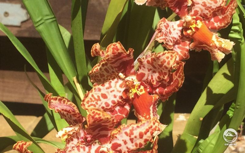 Одонтоглоссум цветущий