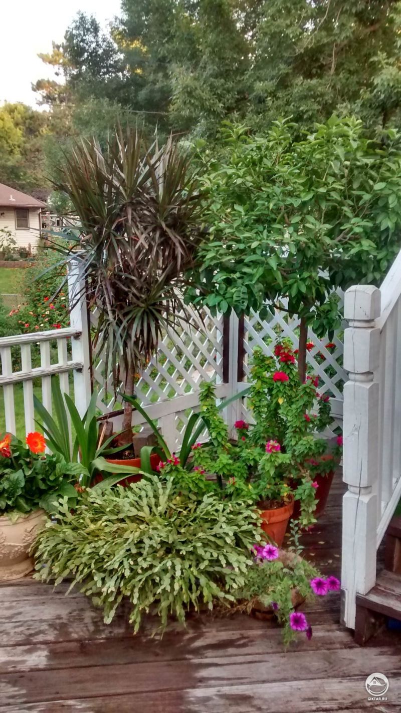 Комнатные растения наслаждаются летом