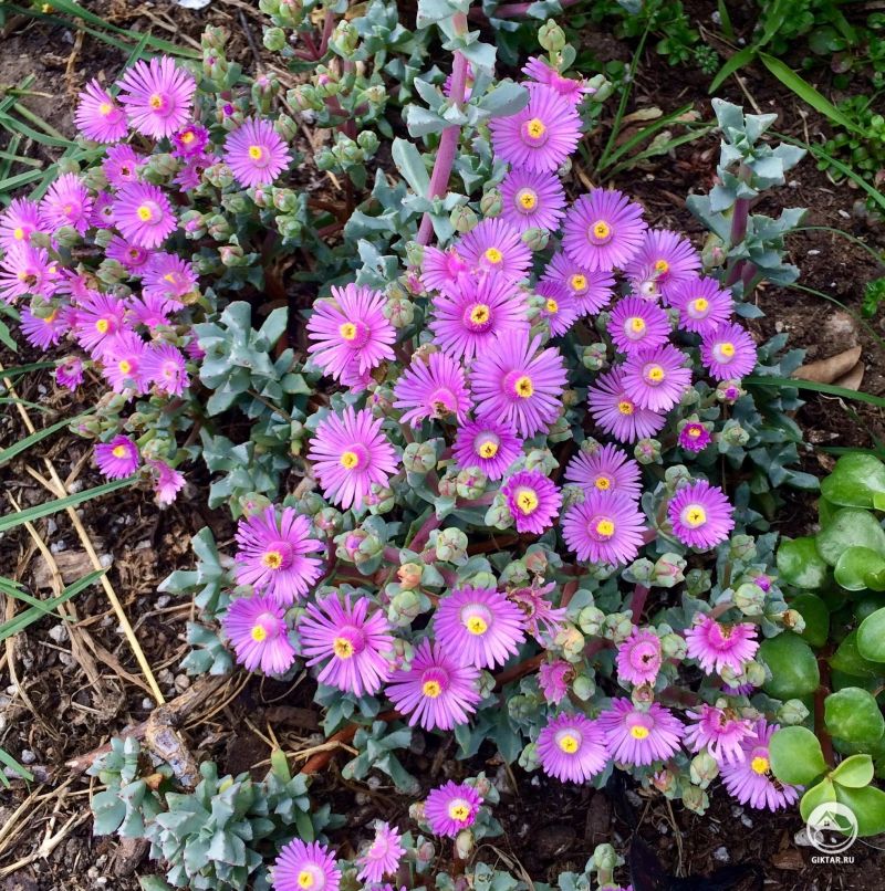 Оскулярия дельтовидная: цветение