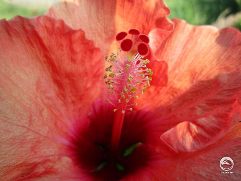 Удачное утро, чтобы снять крупный план моего гибискуса