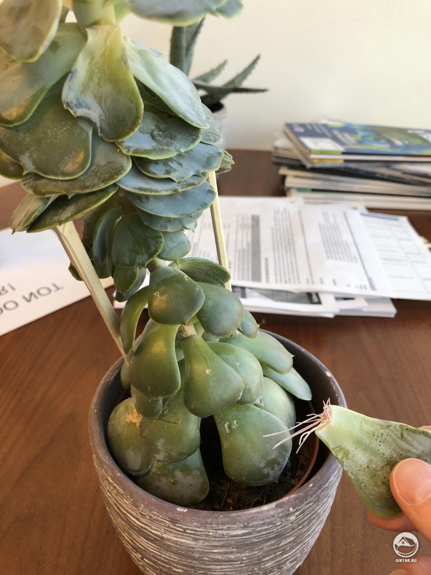 Что происходит с моим суккулентом.