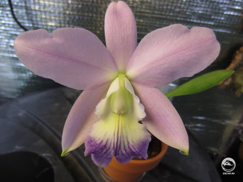 Лелиокаттлея Love Knot голубой с прожилками