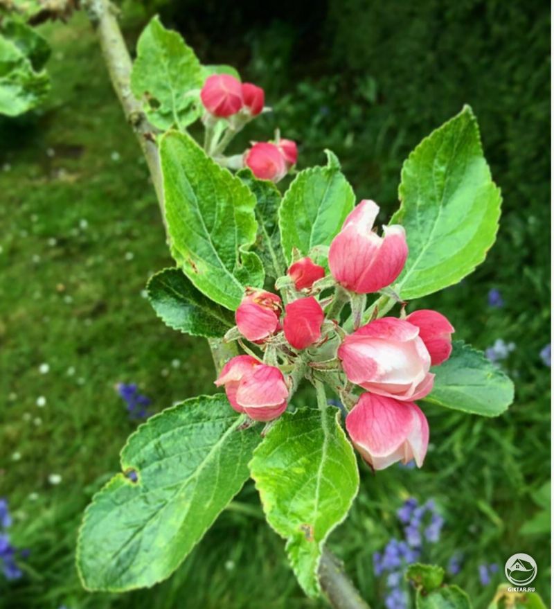 Красивые бутоны яблони