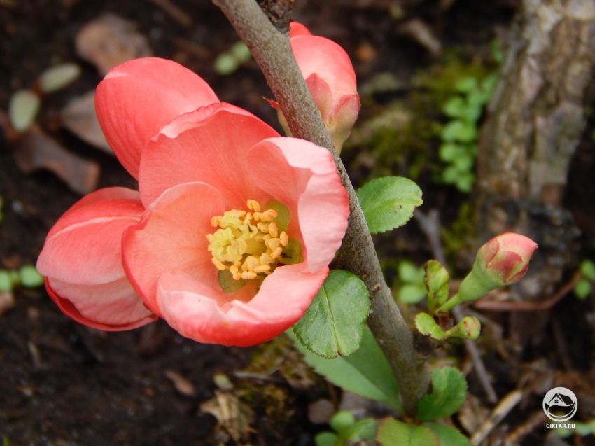 Айва японская или хеномелес японский: выращивание и уход