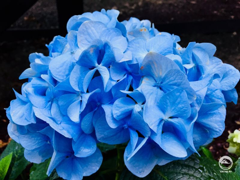 Моя голубая гортензия