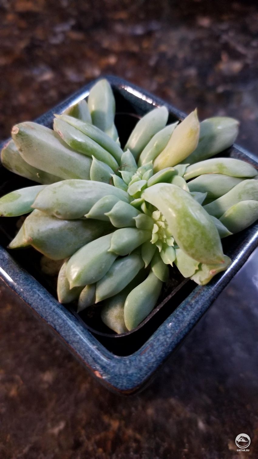 Кто-нибудь знает что это ?