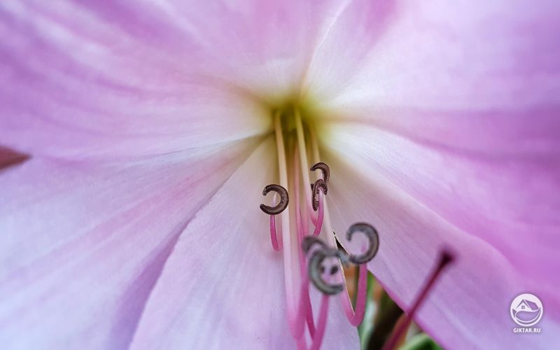 Лилия бело-розовая