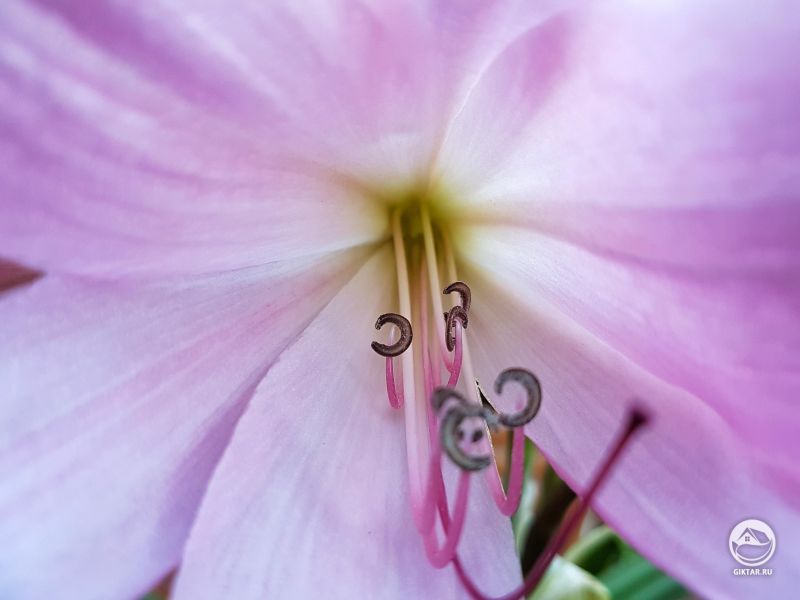 Лилия бело-розовая 