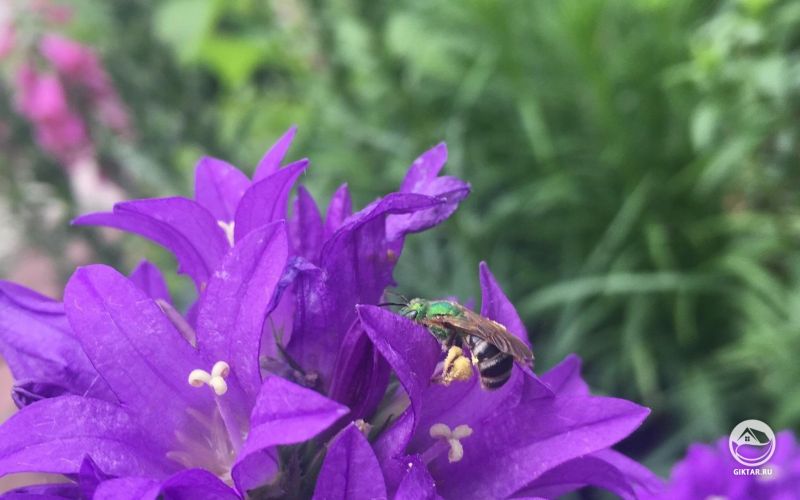 Зеленый пчела посещает мой сборный колокольчик 