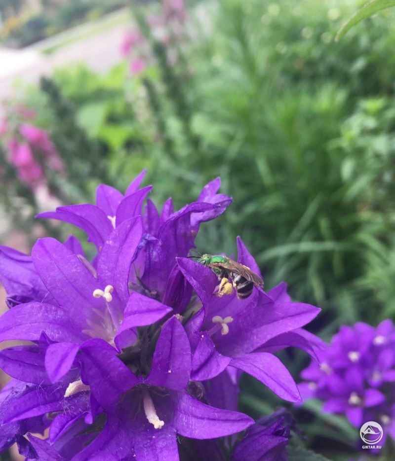 Зеленый пчела посещает мой сборный колокольчик 