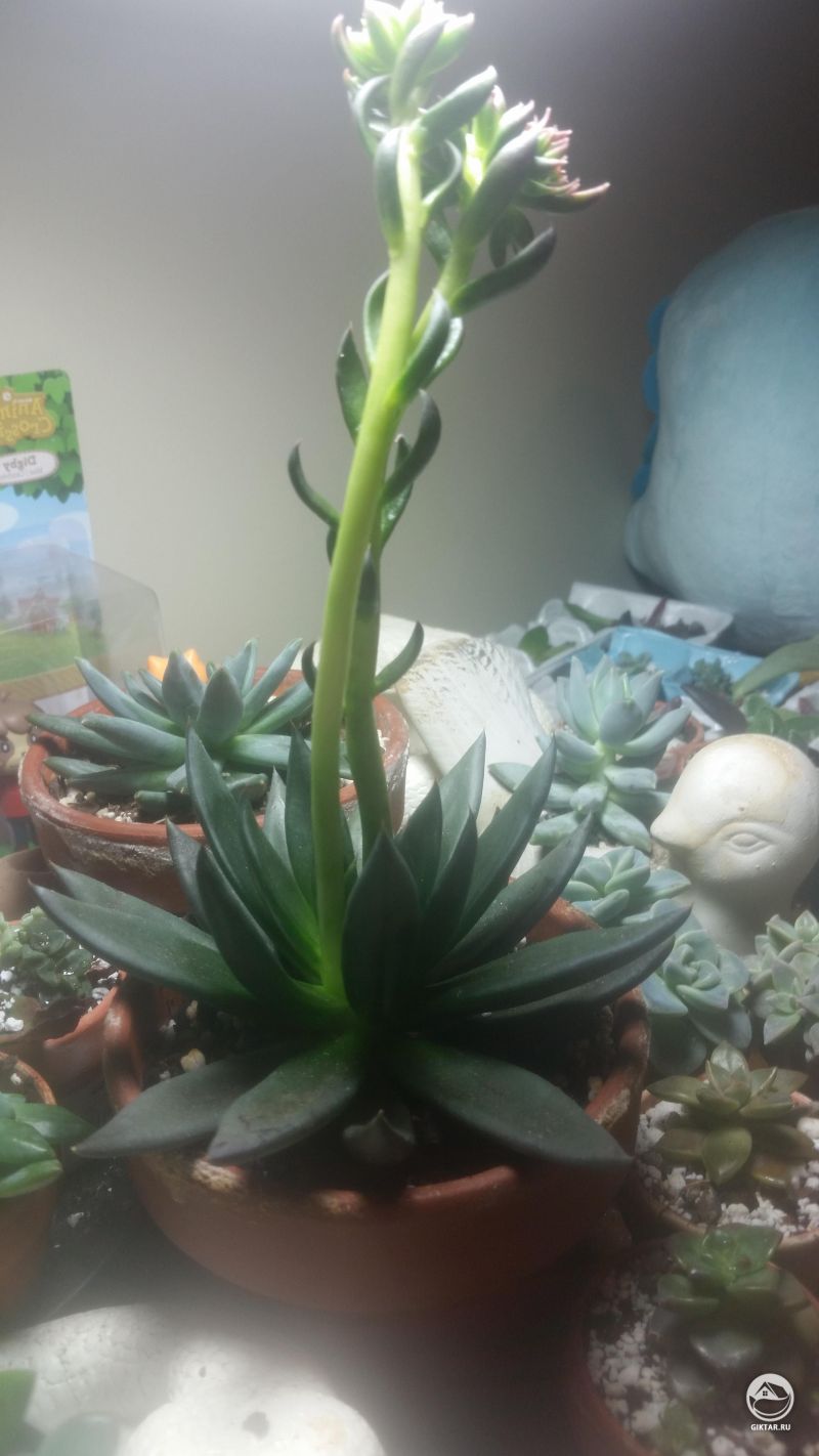 Эхеверия аффинис "Чёрный рыцарь" с двумя цветоносами