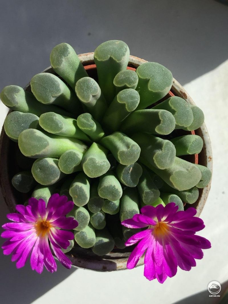 Фрития и ее фиолетовые цветы .