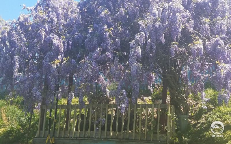 Цветущая глициния.