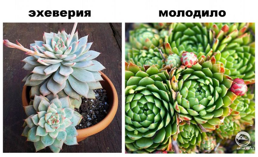 листовая розетка эхеверия и молодило