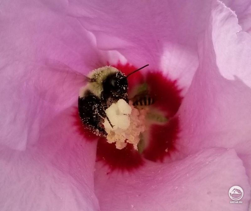 Маленькая вечеринка внутри розы Шарона.