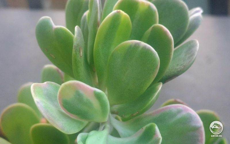 Сенецио Якобсена с пестрыми листьями