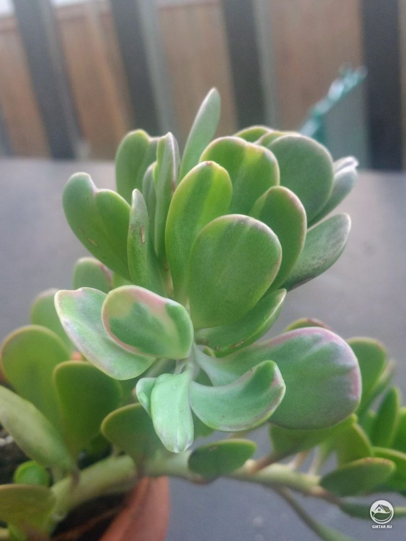 Сенецио Якобсена с пестрыми листьями