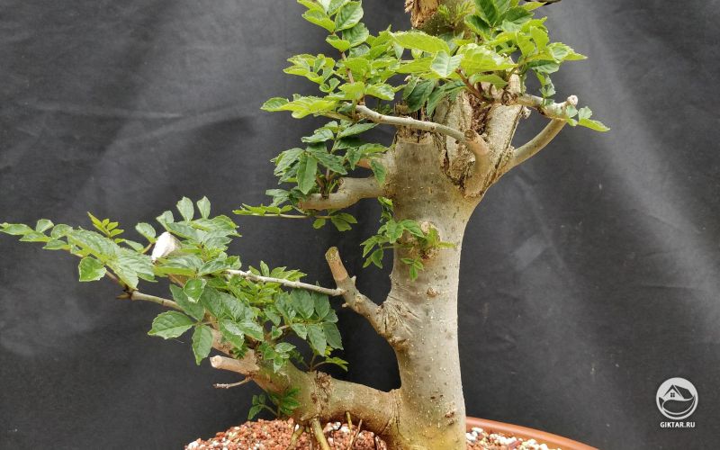 Ясень бонсай