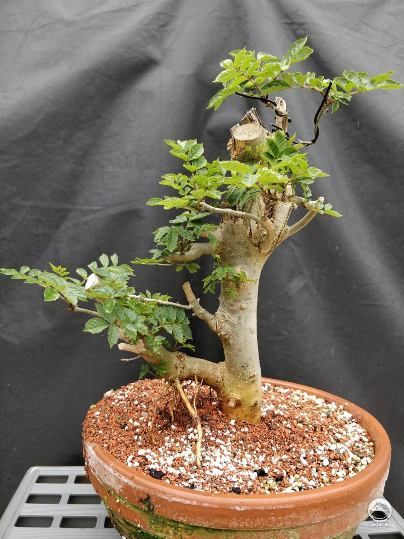 Ясень бонсай