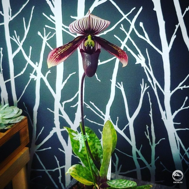 Пафиопедилум Ghostly Contrasts