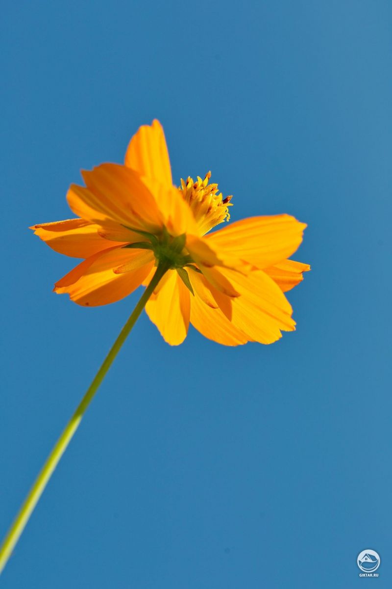 Мой первый цветок космеи!