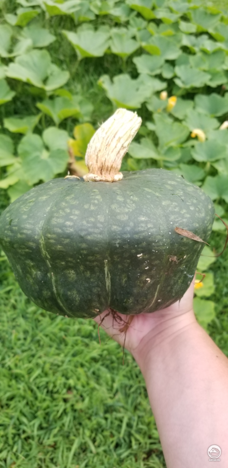 Мой первый урожай - тыква крупноплодная. Темно-зеленая красота!