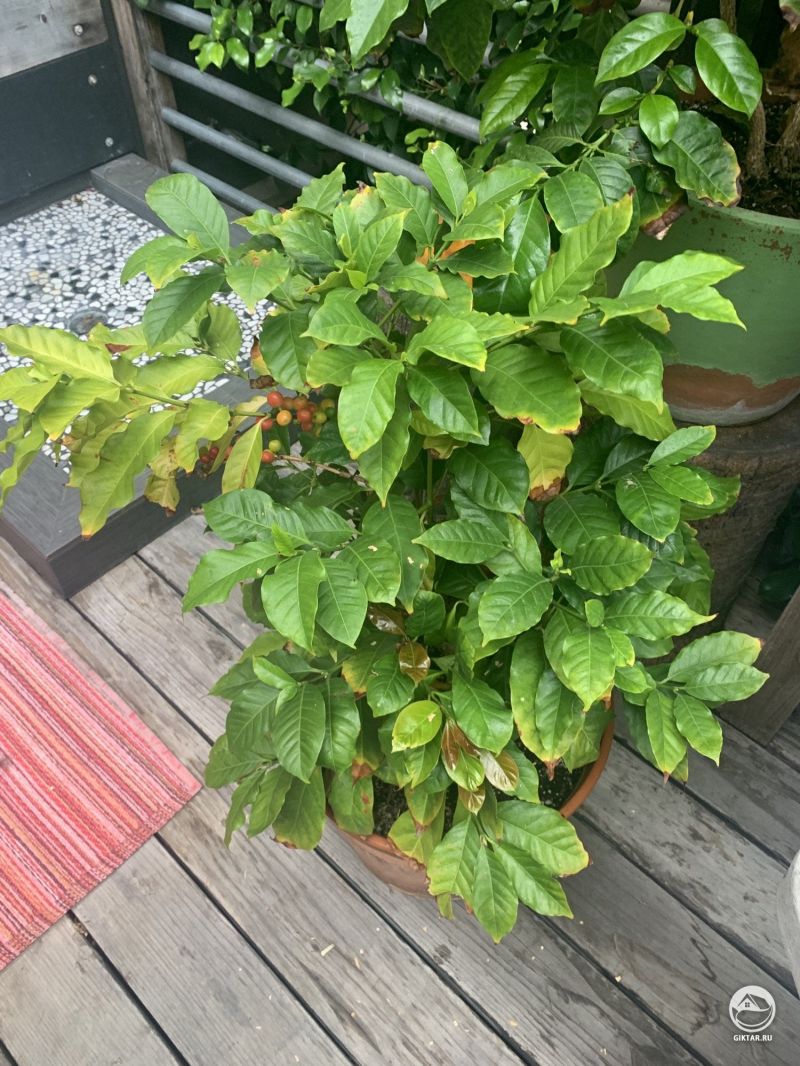 Кофейное дерево Арабики дало плоды