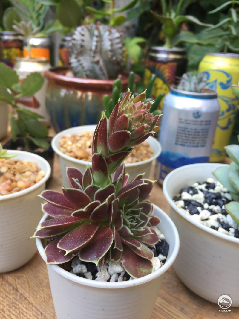 Молодило цветущее