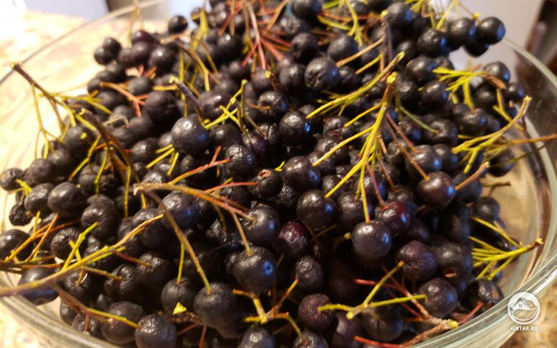 Арония: урожай