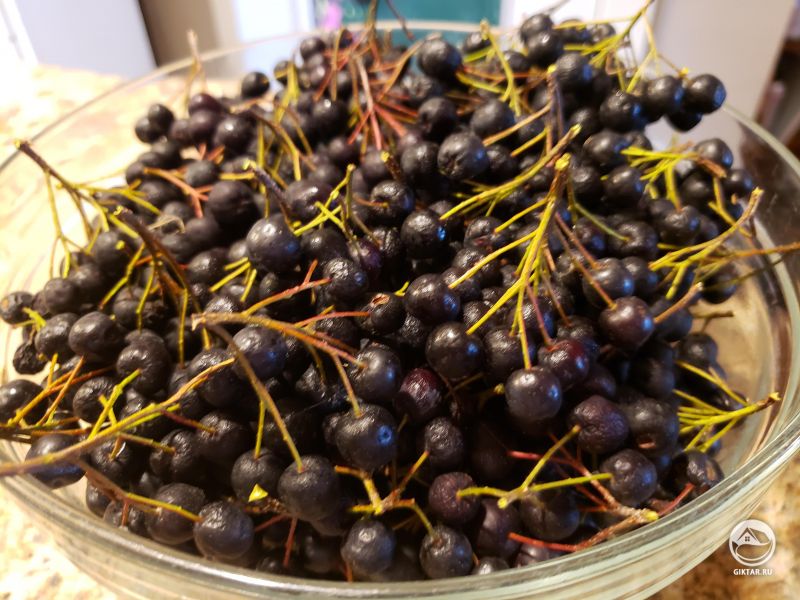 Арония: урожай