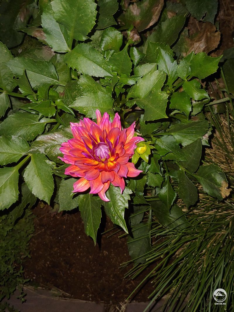 Впервые выращиваю георгины, и получается даже лучше, чем ожидалось