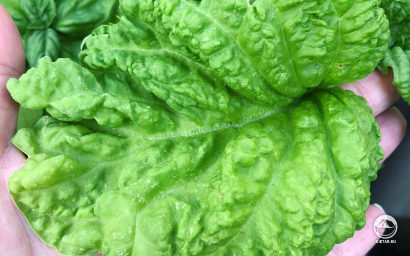 Латук посевной