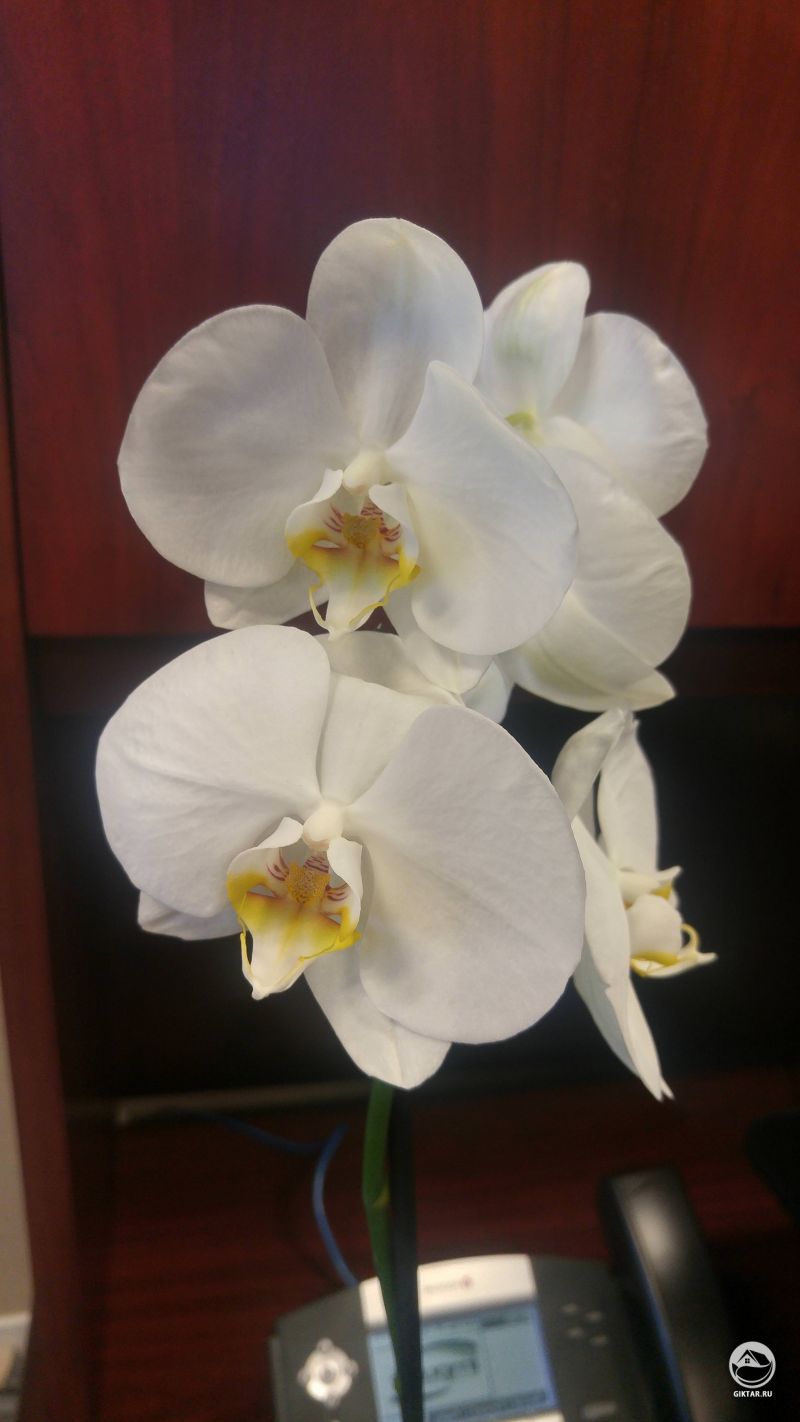 Белая орхидея.