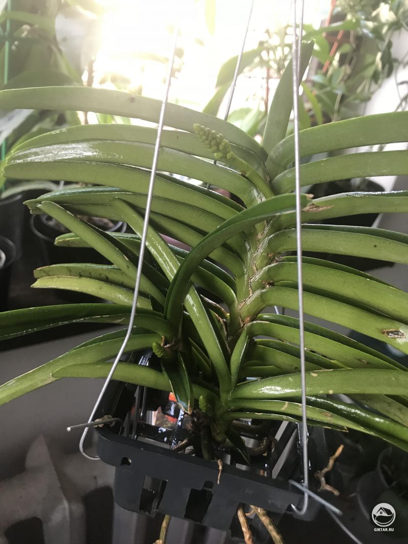 Аскоцентрум собирается цвести