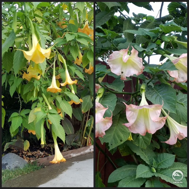 Ангельские трубы или Бругмансия