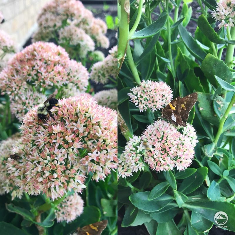 Очиток сорта Осенняя радость