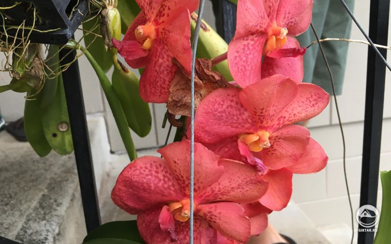 Орхидея ванда . Красно-кораллового цвета.