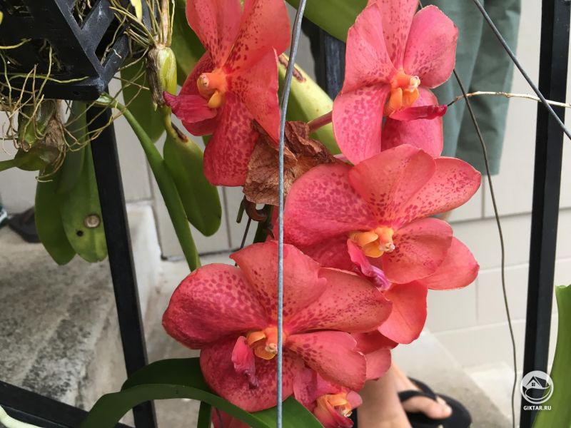 Орхидея ванда . Красно-кораллового цвета.
